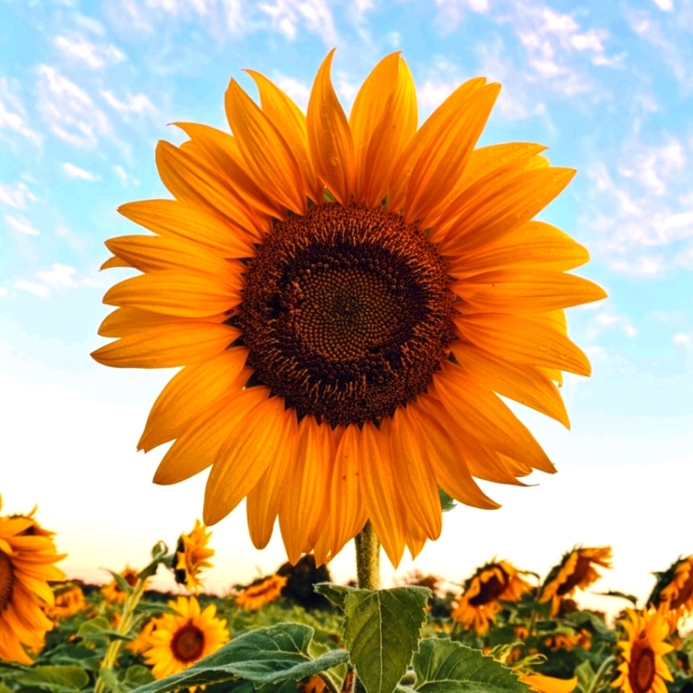 Meet your Posher, Marie